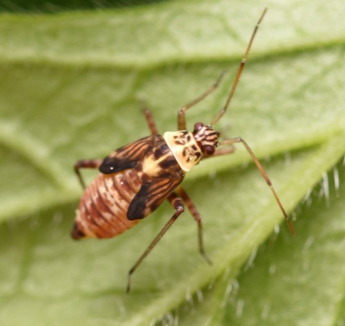 Striped Oak Bug, photo 6 of 10