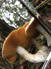 Cortinarius austroalbidus