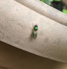 Chloromyia