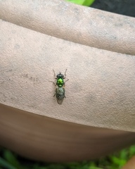 Chloromyia