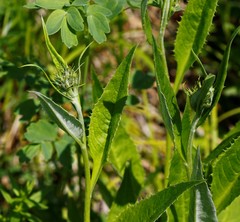 Saussurea pseudotilesii