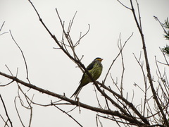 Phibalura flavirostris