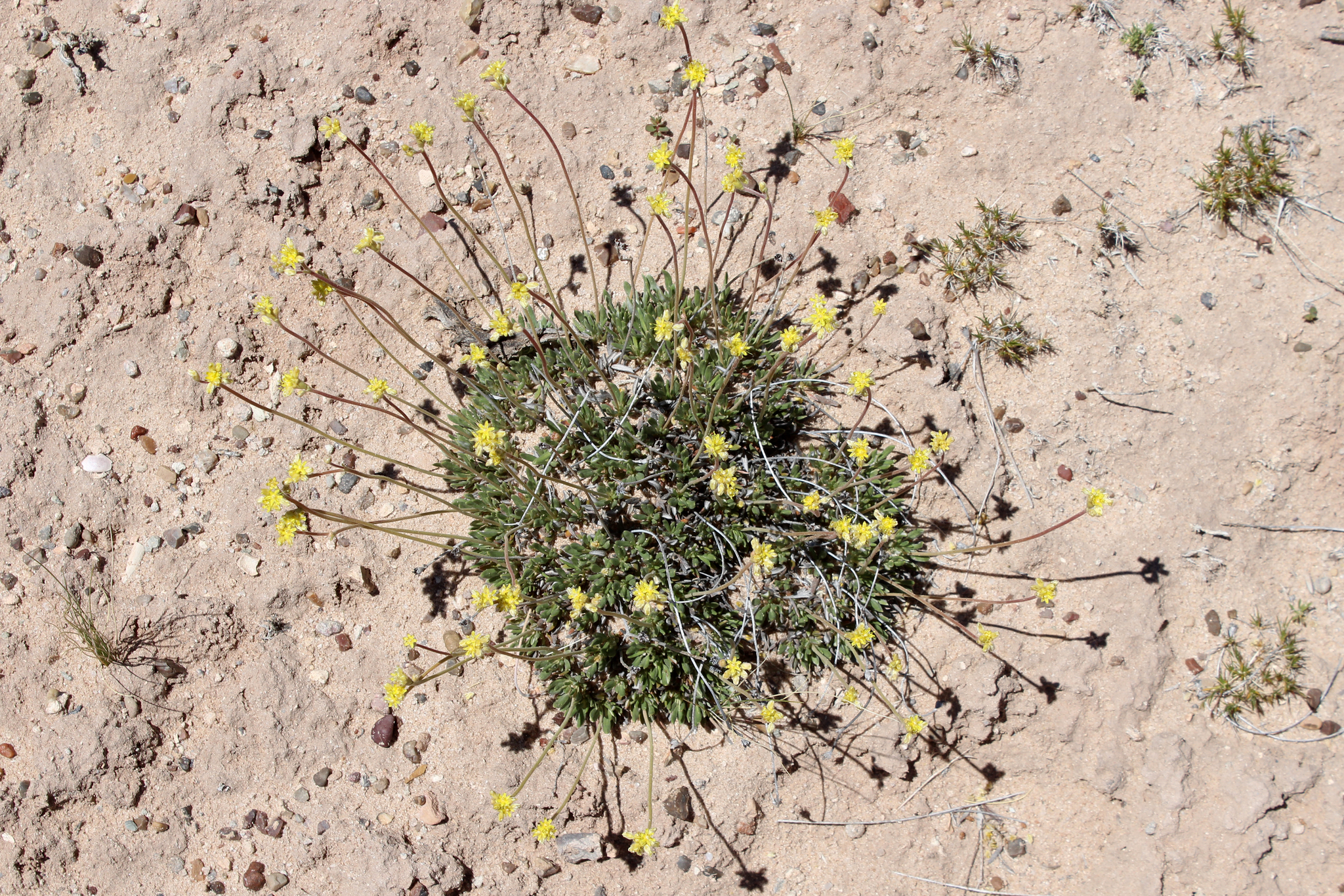 Eriogonum lachnogynum