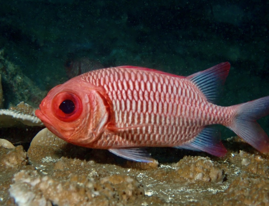 Blacktip Soldierfish