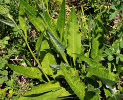 Saussurea pseudotilesii