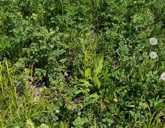 Saussurea pseudotilesii