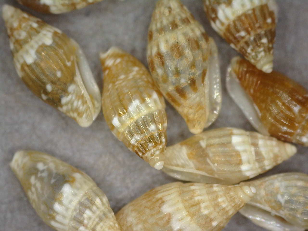 Seminella