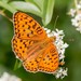 High Brown Fritillary - Photo (c) Pavel Trhoň, some rights reserved (CC BY-NC), uploaded by Pavel Trhoň
