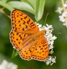 High Brown Fritillary - Photo (c) Pavel Trhoň, some rights reserved (CC BY-NC), uploaded by Pavel Trhoň