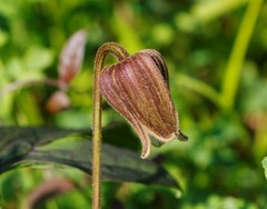 Clematis fusca