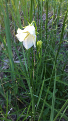Campanula persicifolia