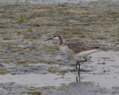 Wilson's Phalarope