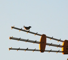 Passer domesticus