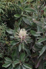 Oreocallis grandiflora