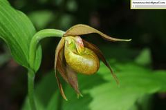 Cypripedium shanxiense