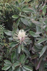 Oreocallis grandiflora
