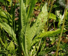 Picris japonica kamtschatica