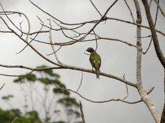 Phibalura flavirostris