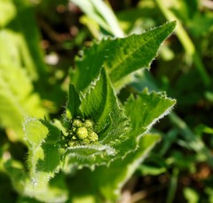 Picris japonica kamtschatica