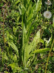 Picris japonica kamtschatica
