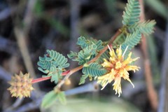 Prosopis reptans