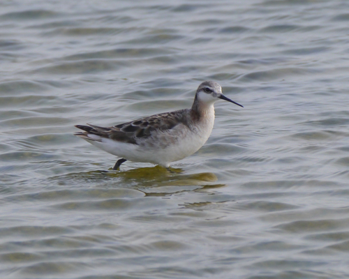 Wilson's Phalarope