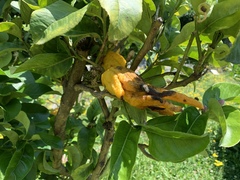 Citrus medica sarcodactylis