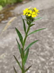 Erysimum marschallianum
