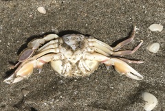 Liocarcinus