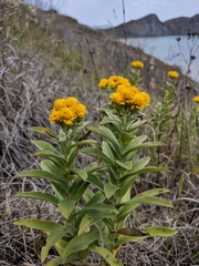 Pentanema germanicum