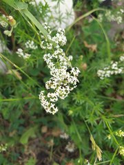 Galium mollugo