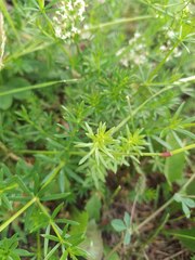 Galium mollugo