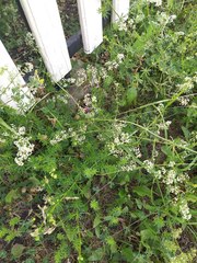 Galium mollugo