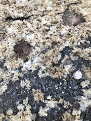 Chondrus