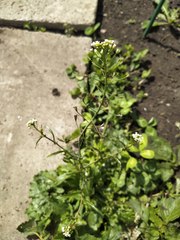 Capsella bursa-pastoris