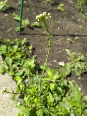 Capsella bursa-pastoris
