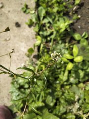 Capsella bursa-pastoris