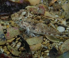 Nesogobius pulchellus
