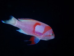 Pseudanthias pleurotaenia