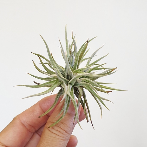 Tillandsia rectangula