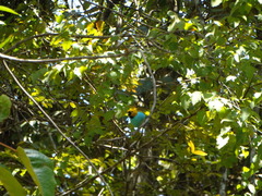 Tangara cyanoventris