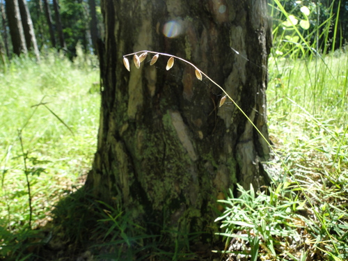 Melica nutans iNat (2)
