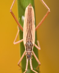 Notostira