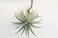 Tillandsia hondurensis