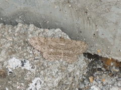 Hypomecis punctinalis