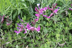 Astragalus vesicarius