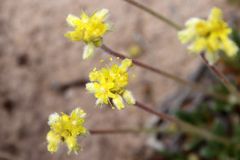 Eriogonum lachnogynum