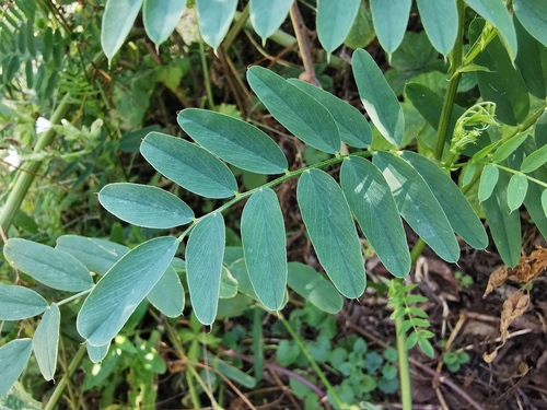 common milkpea