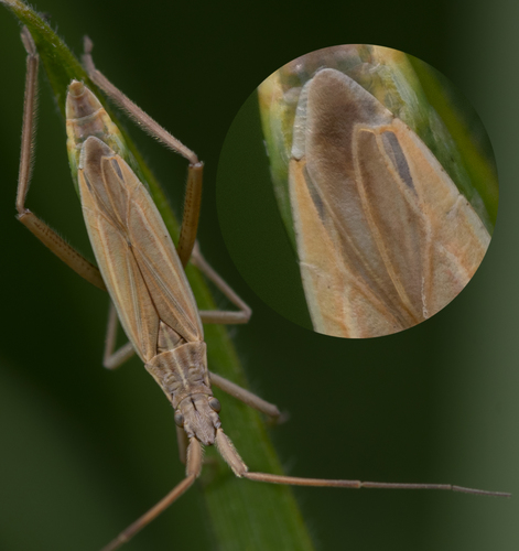 Notostira elongata (Geoffroy, 1785)