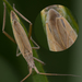 Elongated Grass Bug - Photo (c) Rasmus Allesoee, some rights reserved (CC BY-NC), uploaded by Rasmus Allesoee